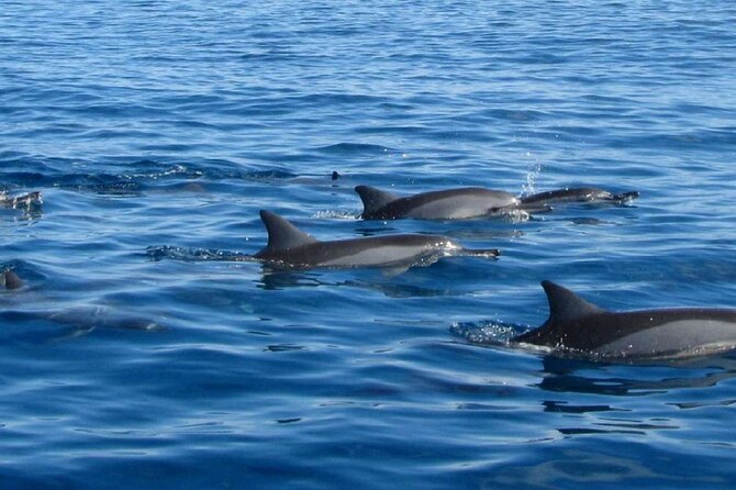 Mauritius : Dolphins Swim and Ile Aux Bénitiers with BBQ - Group size, guide energy, and the boat-around-you issue