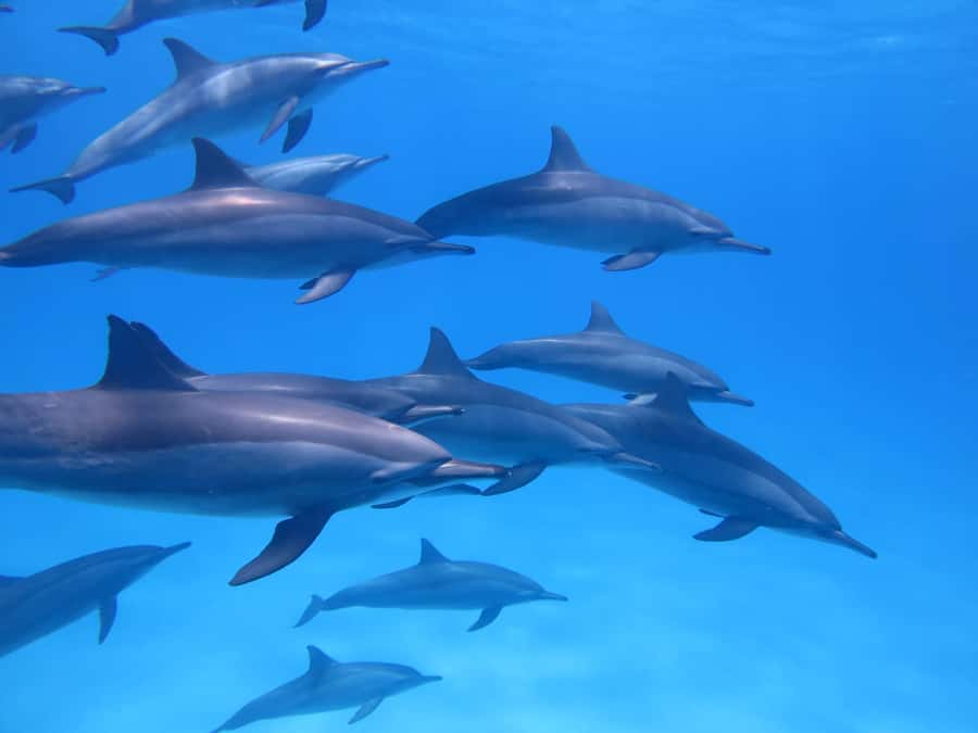 Mauritius: Dolphins watch half-day - Key Things That Make This Dolphin Swim Worth It