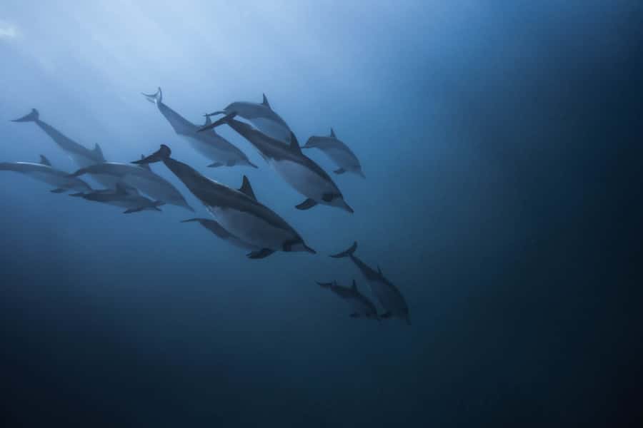 Mauritius: Dolphins watch half-day - Hotel Pickup at Dawn: The Pace of This Half-Day