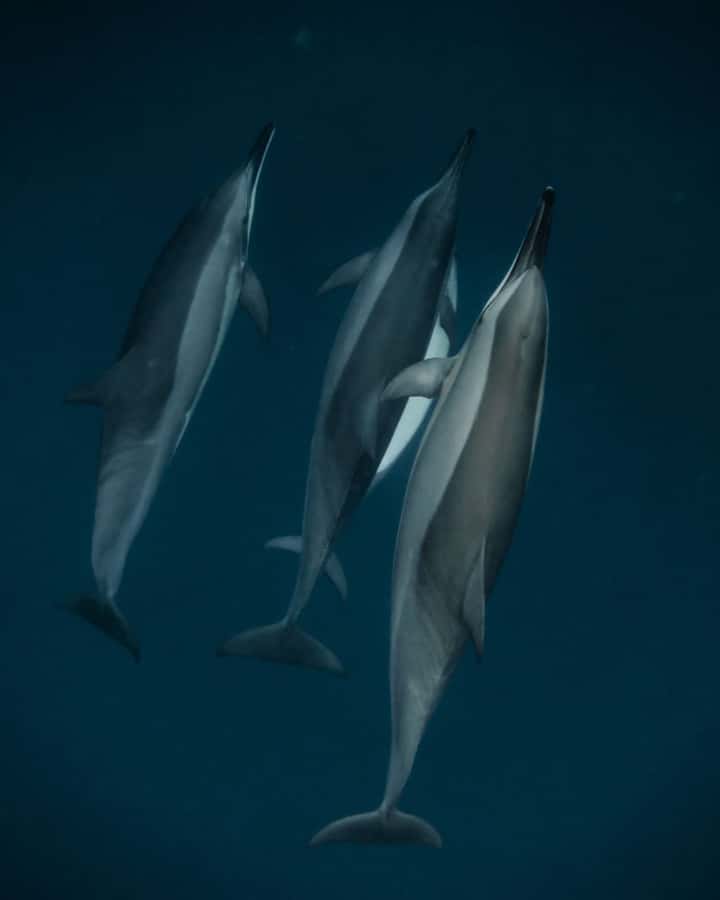 Mauritius Le Morne: Eco-Friendly Dolphin Watching Tour - Le Morne dolphins at first light: what makes this 2-hour trip worth it