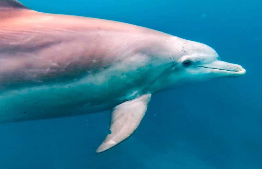 Mauritius Le Morne: Eco-Friendly Dolphin Watching Tour - Captain briefing and the dolphin swim method (fins, mask, low-pressure approach)