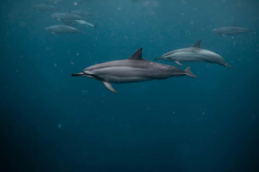 Mauritius Le Morne: Eco-Friendly Dolphin Watching Tour - Price at $344 per group: when it’s good value