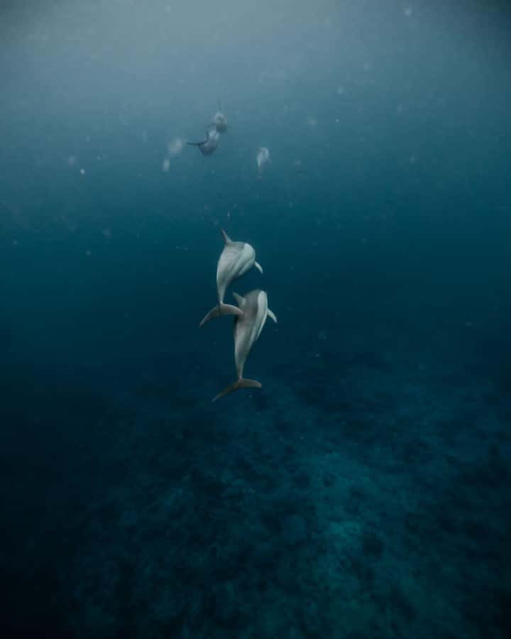 Mauritius Le Morne: Eco-Friendly Dolphin Watching Tour - From Emba Filao to the open water: how the morning runs