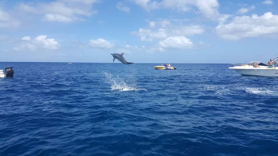 Mauritius: Ocean Swim with Dolphins - Key points to know before you go
