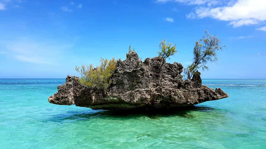 Mauritius: Ocean Swim with Dolphins - Snorkeling the Aquarium coral barrier: where your money turns into fish