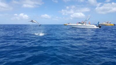 Mauritius: Ocean Swim with Dolphins - The speedboat rhythm: what the Black River dolphin section feels like