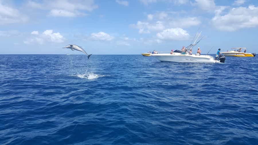 Mauritius: Ocean Swim with Dolphins - The speedboat rhythm: what the Black River dolphin section feels like