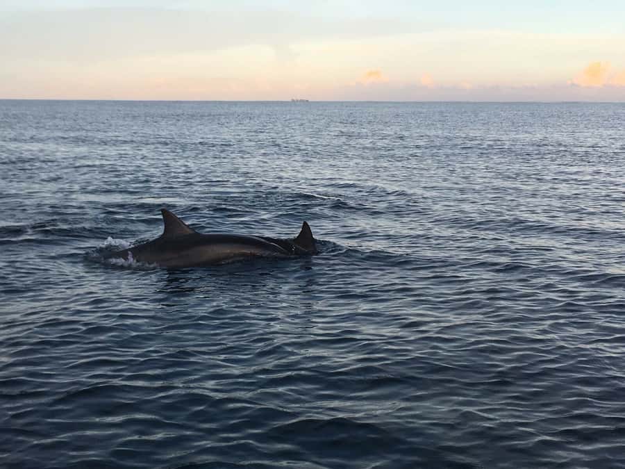 Mauritius: Private South Side and Dolphin Adventure Tour - Why This Dolphin + South Side Tour Feels Worth It