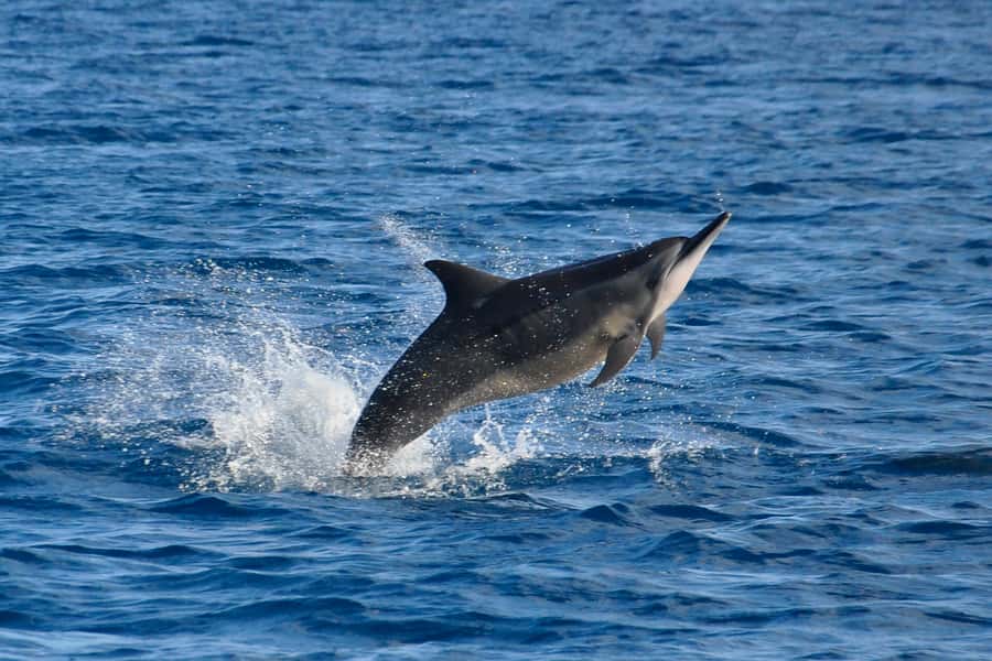 Mauritius: Private Swim with Dolphins - Cruise Out, Briefing Up: How the Dolphin Encounter Works