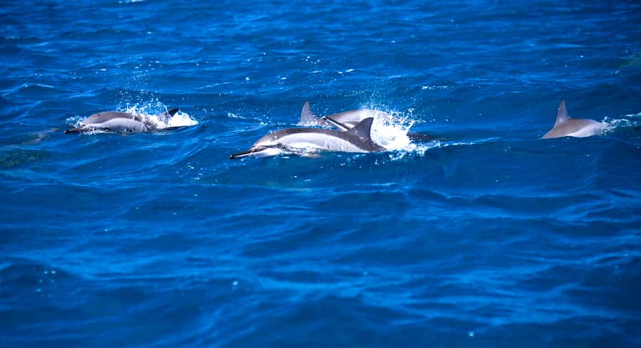 Mauritius: Snorkel and Swim with Dolphins on Speedboat Tour - Key Highlights You’ll Actually Notice
