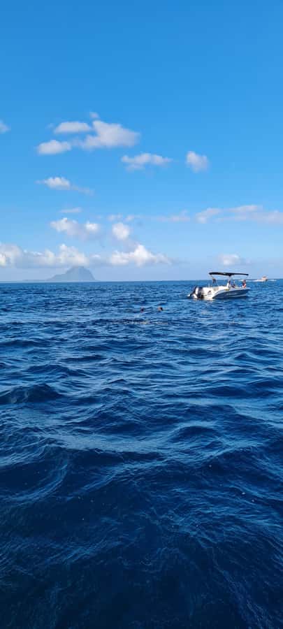 Mauritius: Snorkel and Swim with Dolphins on Speedboat Tour - Practical Tips to Improve Your Chances of a Great Swim
