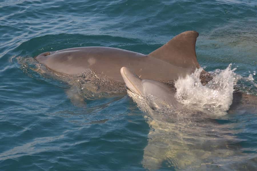 Mauritius: Snorkel and Swim with Dolphins on Speedboat Tour - The Speedboat Ride: Mountain Views and Changing Ocean Colors