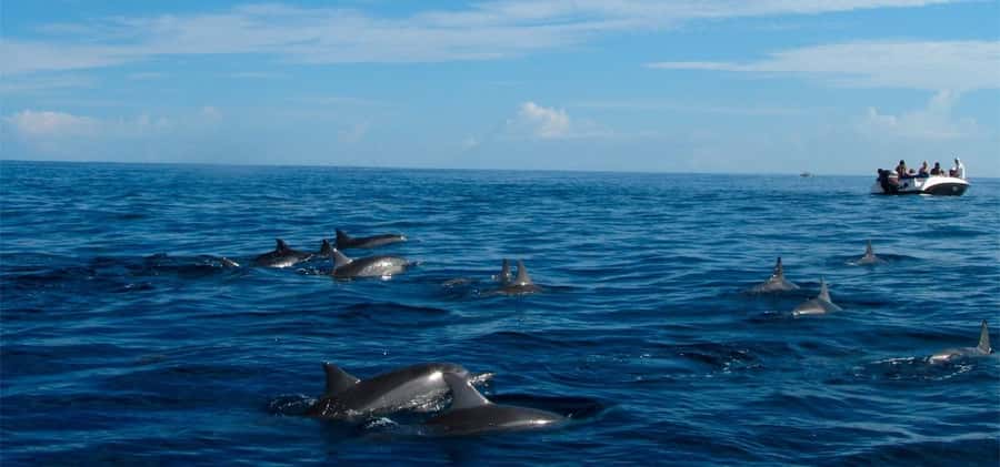 Mauritius: Swim with Dolphins Full-Day with Lunch/Drinks - Starting at La Preneuse: Morning Rhythm and What You’ll Need