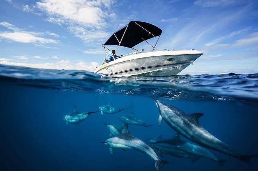 Mauritius: Swim with Dolphins Full-Day with Lunch/Drinks - Speedboat Dolphin Search: Watching, Then Swimming