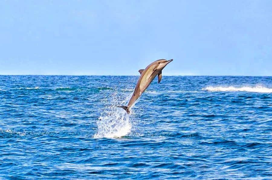 Mauritius: Wild Dolphin Encounter with Hotel Transfers - Key points to know before you go