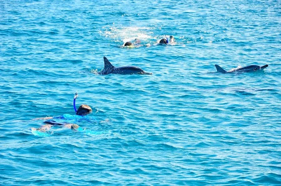 Mauritius: Wild Dolphin Encounter with Hotel Transfers - Entering dolphin country: why the early start helps