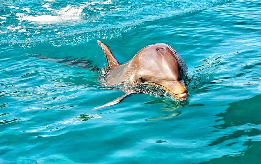 Mauritius: Wild Dolphin Encounter with Hotel Transfers - Wild bottlenose dolphins: what you should expect in the water