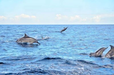 Mauritius: Wild Dolphin Encounter with Hotel Transfers - The 150-minute flow: boat ride, dolphin time, then reef time