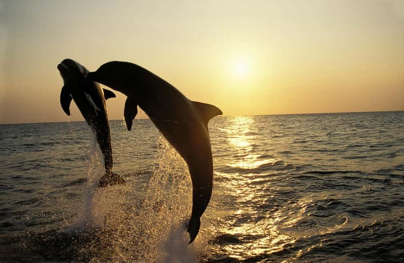 Medulin: Dolphin Sunset Tour 85% chance with Drinks + Dinner - Cape Kamenjak sightseeing: the “golden hour” coastline from the water