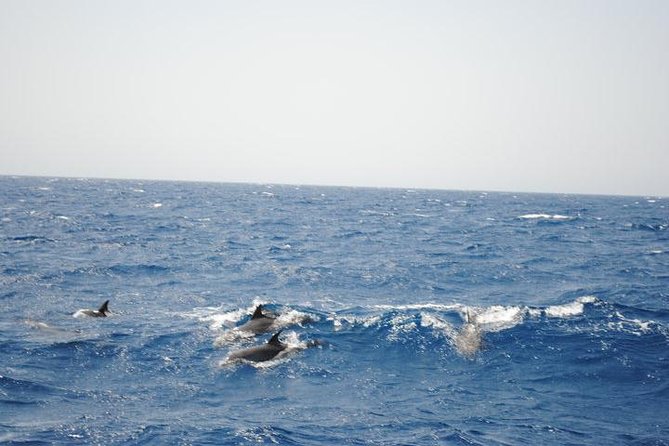 Meet the dolphins in snorkeling tour - Setting Off From Hurghada: What the 9 Hours Feels Like