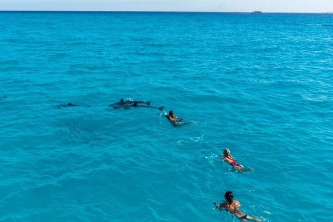Meet the dolphins in snorkeling tour - Lunch On Board: Real Value in a Long Day