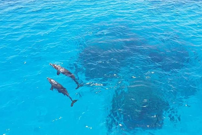 Meet the dolphins in snorkeling tour - Boat Comfort and the Pace of the Day