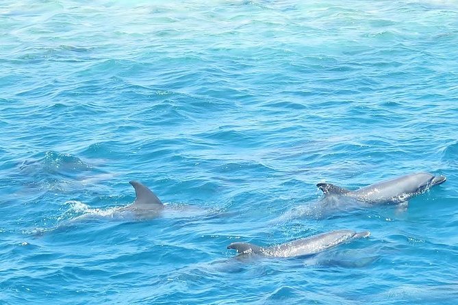 Meet the dolphins in snorkeling tour - Price and Value: Is $46.46 a Good Deal?