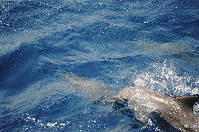 Meet the dolphins in snorkeling tour - Dolphin House Lagoon: Watching Dolphins Without Rushing It