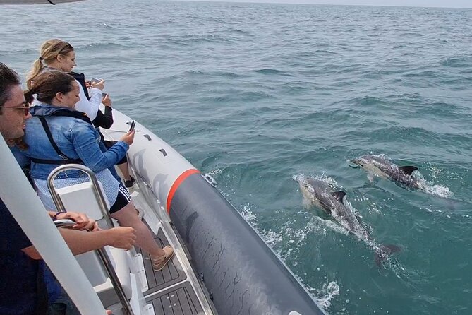 Meet the Lisbon Dolphins - Dolphin Watching in Lisbon - River Search: Why Starting in the Tagus Is a Smart Move