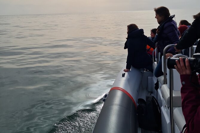 Meet the Lisbon Dolphins - Dolphin Watching in Lisbon - The Most Important Part: How They Handle Slow Sightings