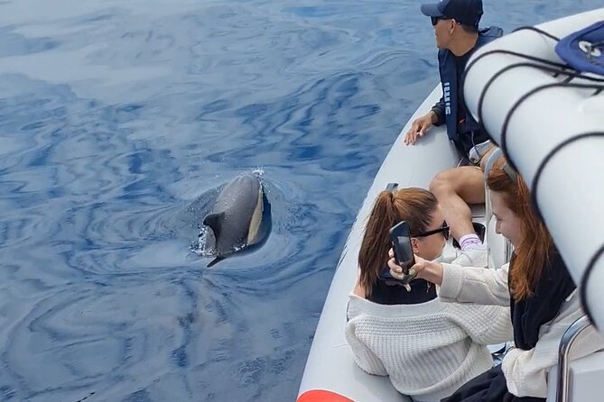 Meet the Lisbon Dolphins - Dolphin Watching in Lisbon - After the Sighting: Turning a Cool Moment into Real Dolphin Watching