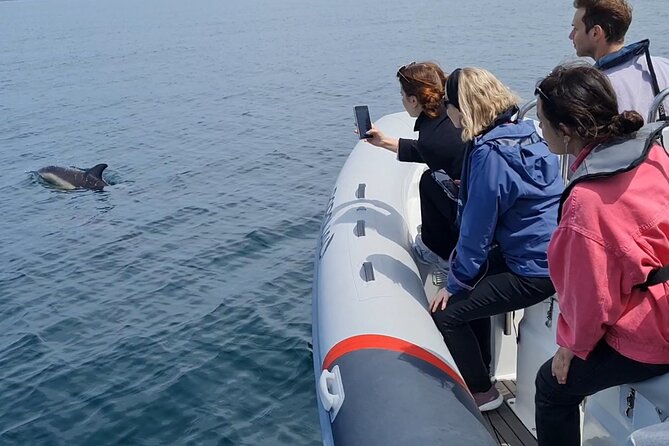 Meet the Lisbon Dolphins - Dolphin Watching in Lisbon - Lisbon Landmarks From the Water: Torre de Belém to MAAT