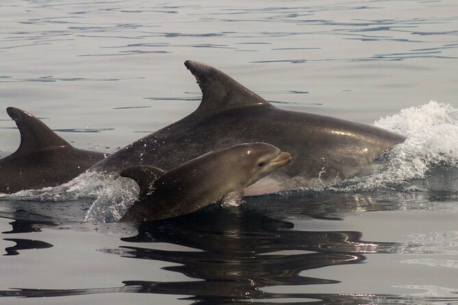 Meet the Lisbon Dolphins - Dolphin Watching in Lisbon - Price and Value: Does $78.61 Make Sense?
