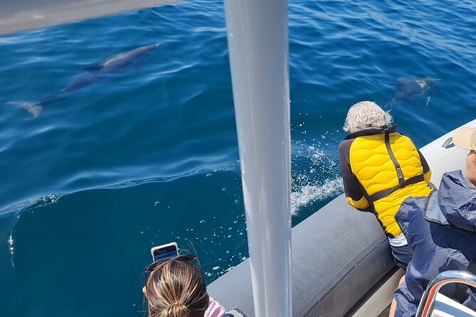 Meet the Lisbon Dolphins - Dolphin Watching in Lisbon - Ocean Time (When Conditions Allow): Dolphins, Whales, and Sea Creatures