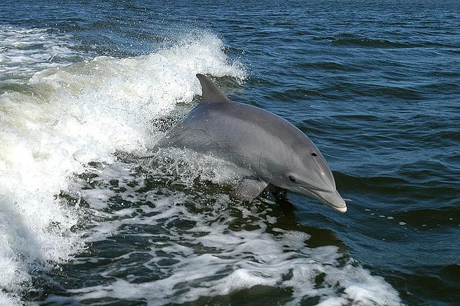 Mega Bite Dolphin Tour Boat in Clearwater Beach - Onboard Comfort That Actually Helps on a Choppy Gulf Day