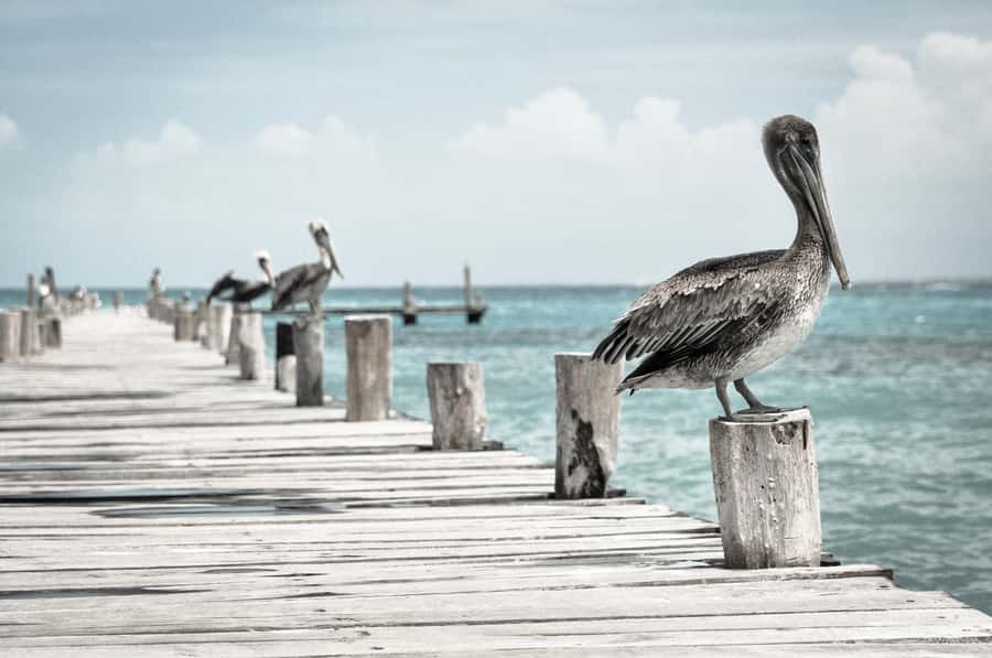 Miami: Key West Dolphin Watch or Snorkel Boat with pickup - Should you book it? My take