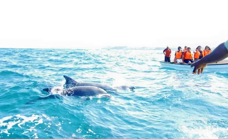 Miami: Key West Dolphin Watch or Snorkel Boat with pickup - Snorkeling option (about 3 hours): gear is basic, the fish can be great