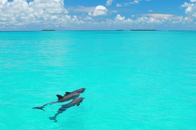 MIAMI: Key West Dolphin Watch Tour - Who this trip suits best (and who should skip it)