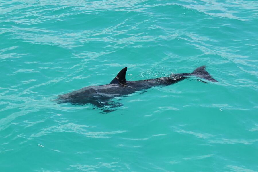 Miami to Key West Shuttle: Dolphin, Snorkeling & More - Marine Time Reality Check: Dolphins and Snorkeling Expectations