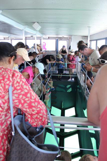 Miami to Key West Shuttle: Dolphin, Snorkeling & More - Glass-Bottom Boat: Worth It If You Want a Short, Guided Peek