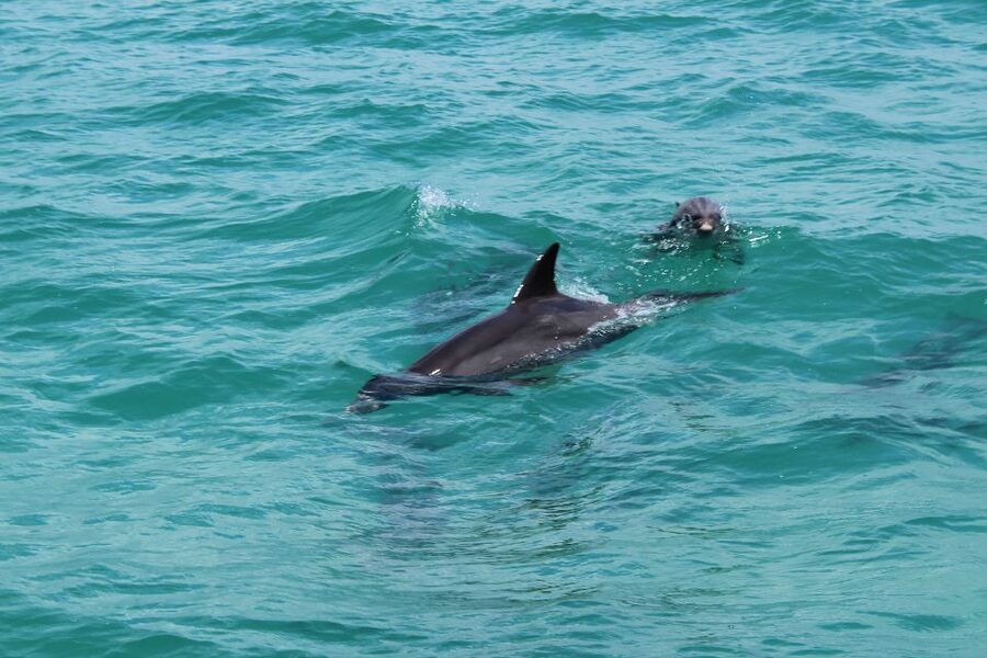 Miami to Key West Shuttle: Dolphin, Snorkeling & More - Jet Ski Duval Street: Built for Action, Bring Your Common Sense