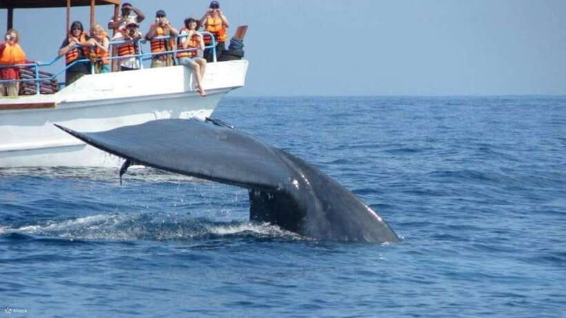 Mirissa: Whale & dolphin Watching Boat Tour with Breakfast - Key Highlights That Matter on This 3-Hour Sail