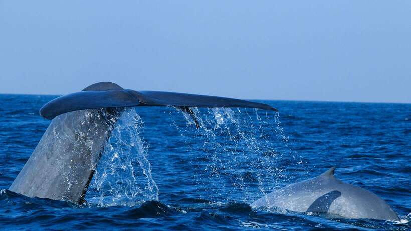 Mirissa: Whale & dolphin Watching Boat Tour with Breakfast - Morning Start at Mirissa Harbour: Breakfast Before You Search the Ocean