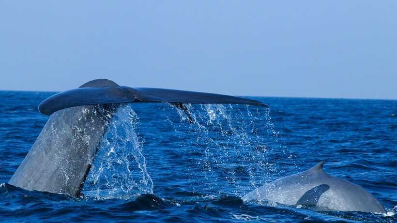 Mirissa: Whale & dolphin Watching Boat Tour with Breakfast - Upper Deck Comfort: Ocean Views, Shade Issues, and What to Bring