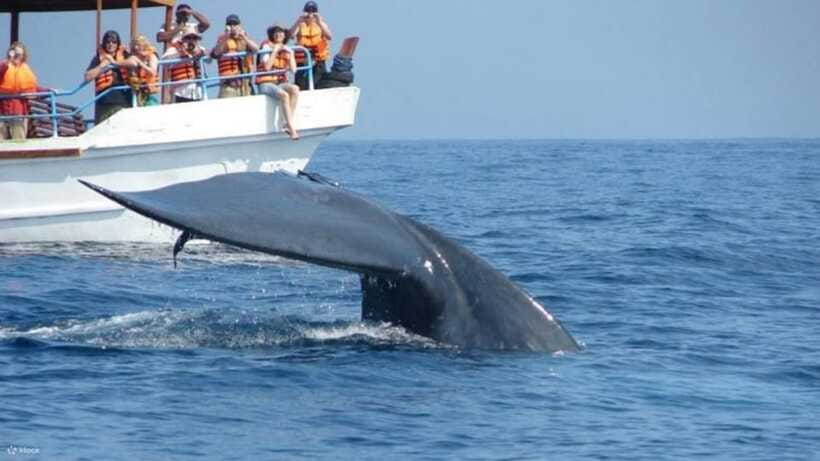 Mirissa: Whale & dolphin Watching Boat Tour with Breakfast - Price and Value: What You’re Really Paying for at $71