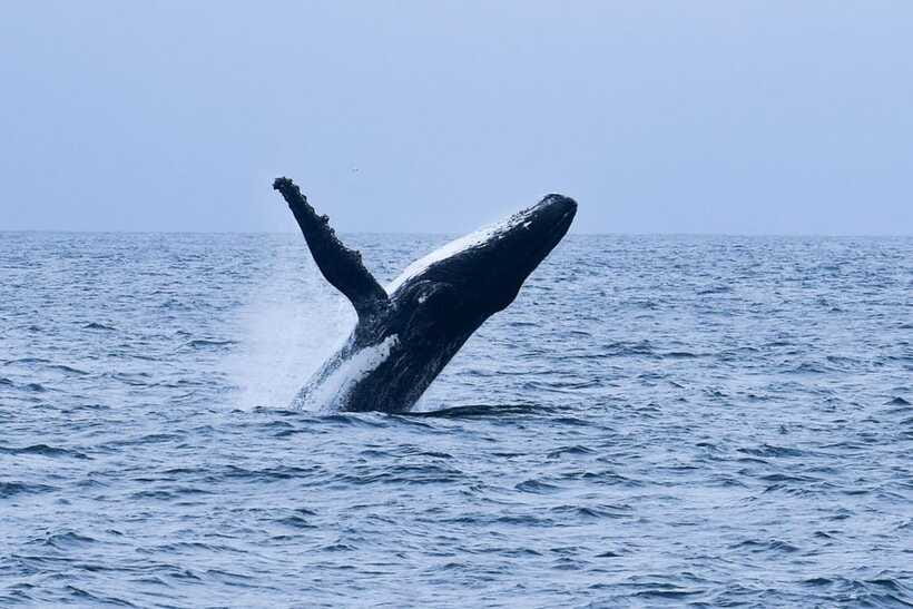 Mirissa: Whale & dolphin Watching Boat Tour with Breakfast - Booking Notes That Affect Your Day (Without Getting Lost in Fine Print)