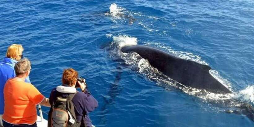 Mirissa: Whale & Dolphin Watching Cruise with Breakfast - Key takeaways before you go