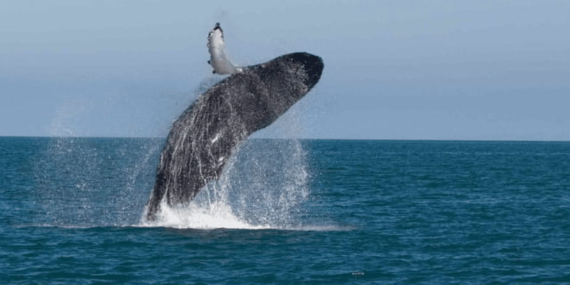 Mirissa: Whale & Dolphin Watching Cruise with Breakfast - Leaving land behind: what the boat trip is really like