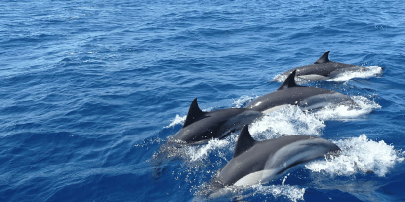 Mirissa: Whale & Dolphin Watching Cruise with Breakfast - Breakfast and snacks: fuel for a 3–4 hour ocean scan