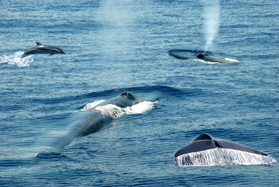 Mirissa: Whale & Dolphin Watching Trip with Private Transfer - Key Things You’ll Remember